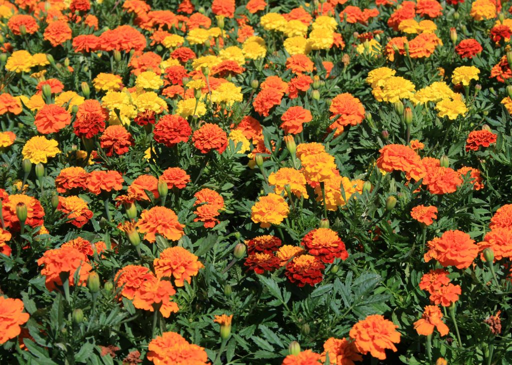 Good Reasons to Plant Marigolds in Your Vegetable Garden